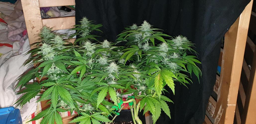 Seedman seeds northern lights auto. Week 8