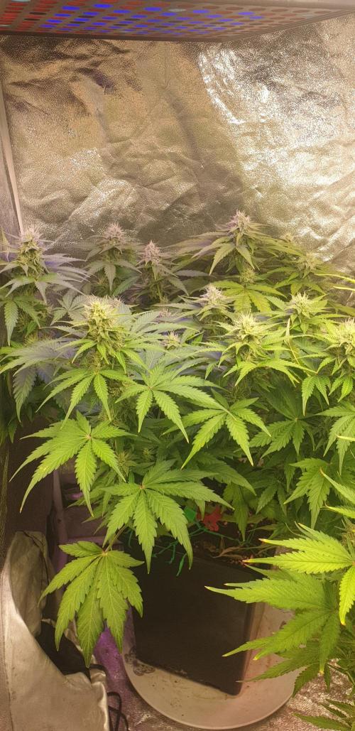 Seedman seeds northern lights auto. Week 8