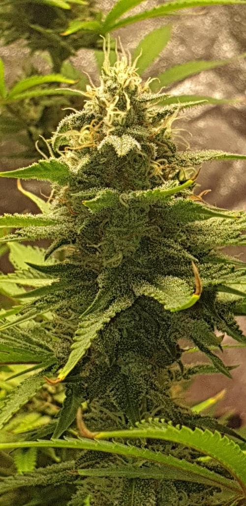 +speed auto. Week 10