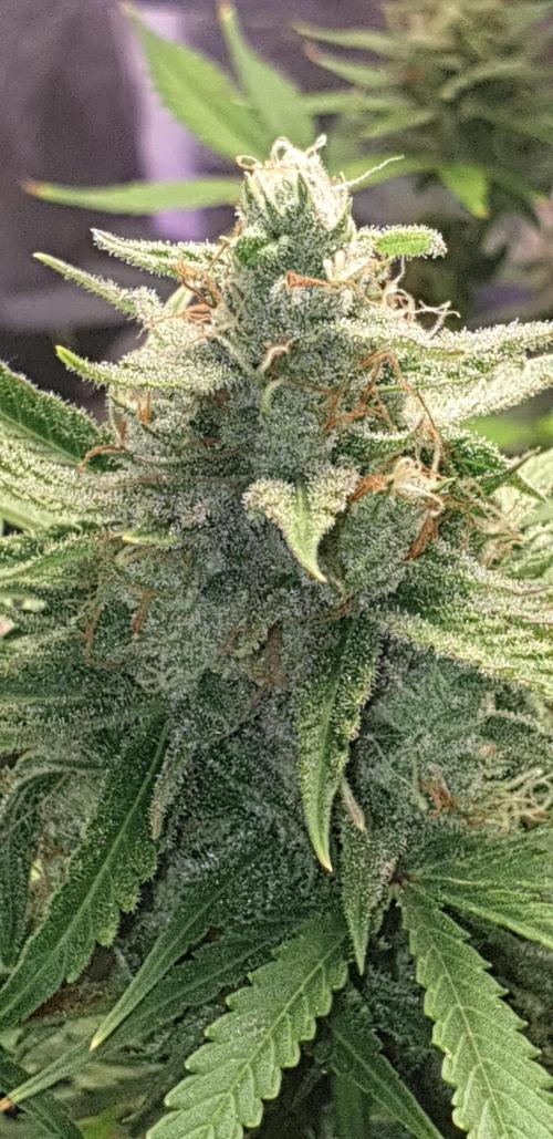 +speed auto. Week 10