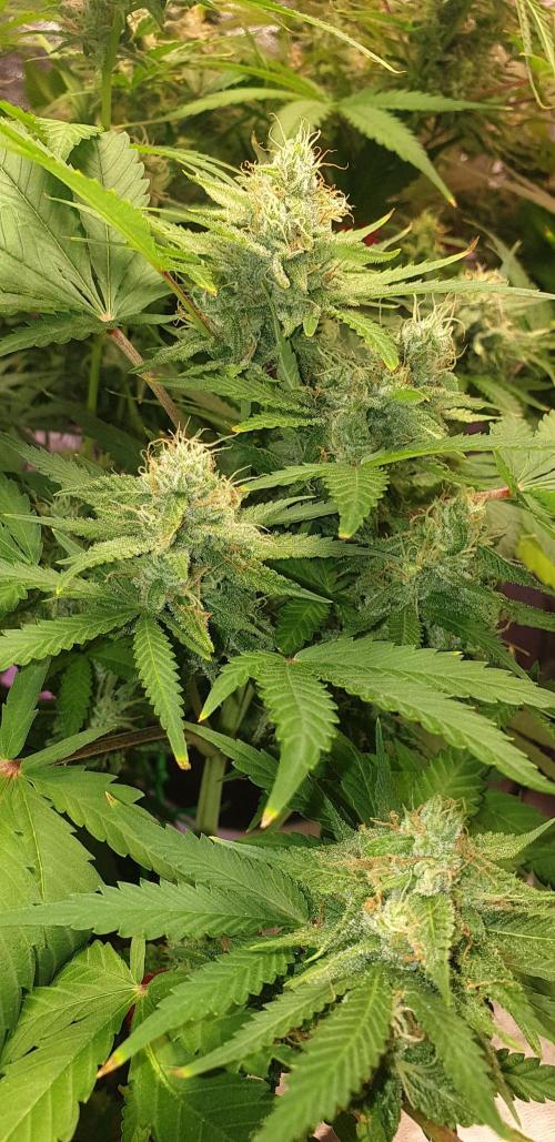 +speed auto. Week 10