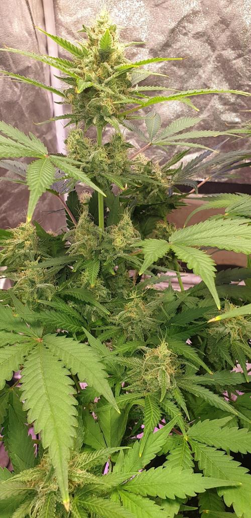 +speed auto. Week 10