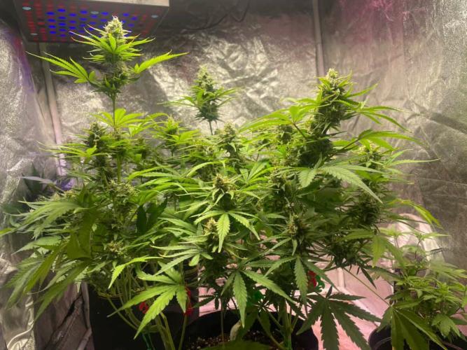 +speed auto. Week 10