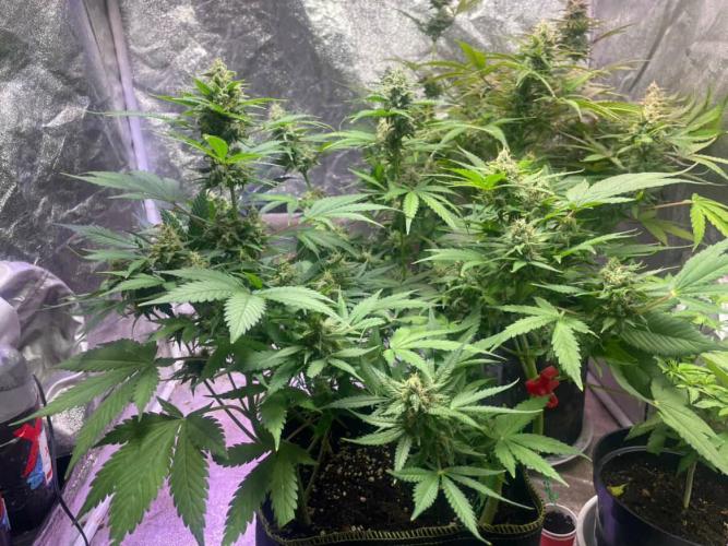 +speed auto. Week 10