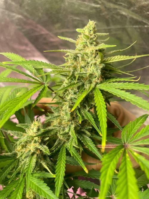 +speed auto. Week 10