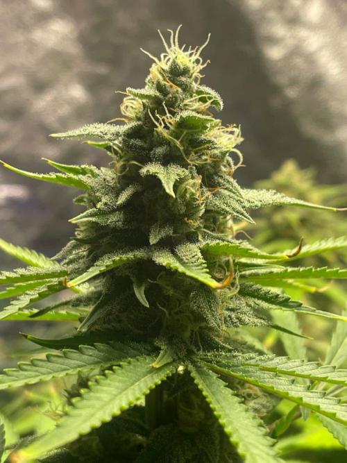 +speed auto. Week 10