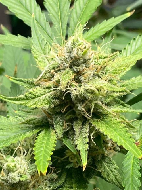 +speed auto. Week 10