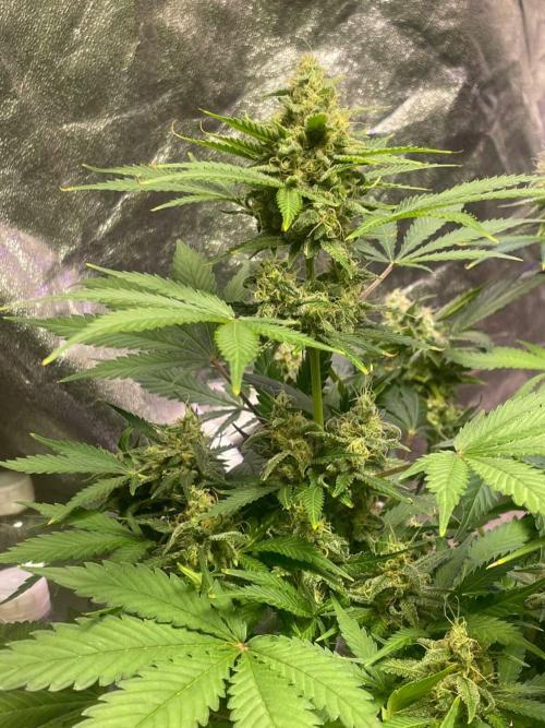 +speed auto. Week 10