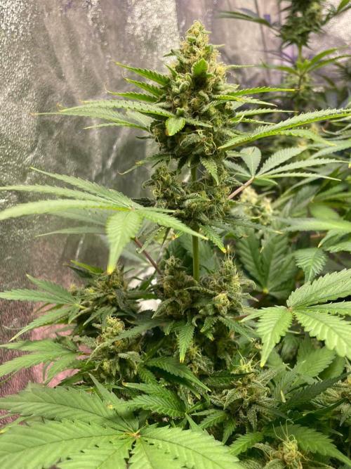 +speed auto. Week 10