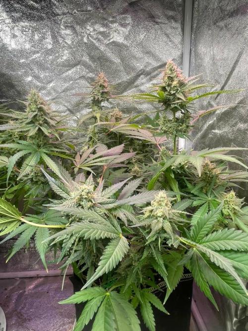 +speed auto. Week 10