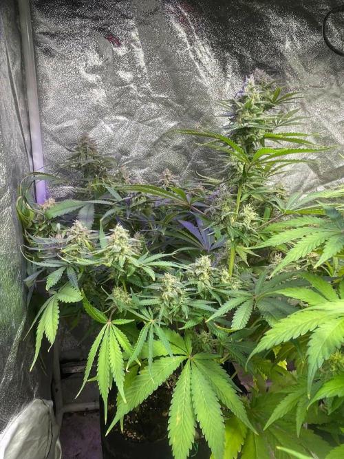 +speed auto. Week 10