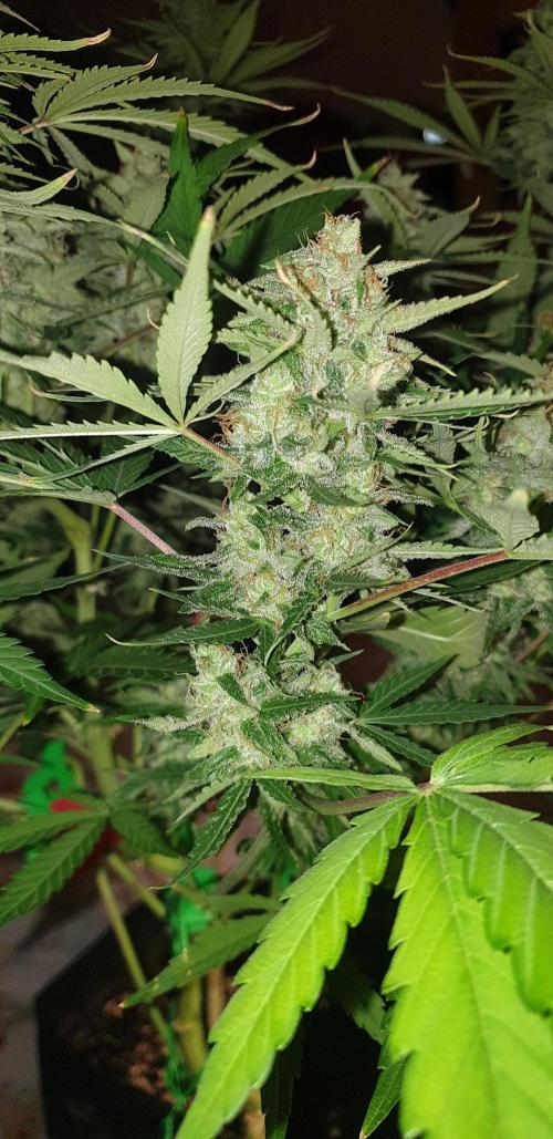 +speed auto. Week 10