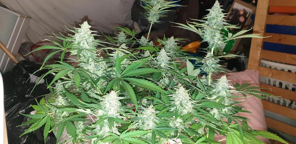 +speed auto. Week 10