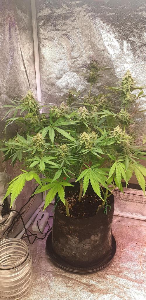 +speed auto. Week 10