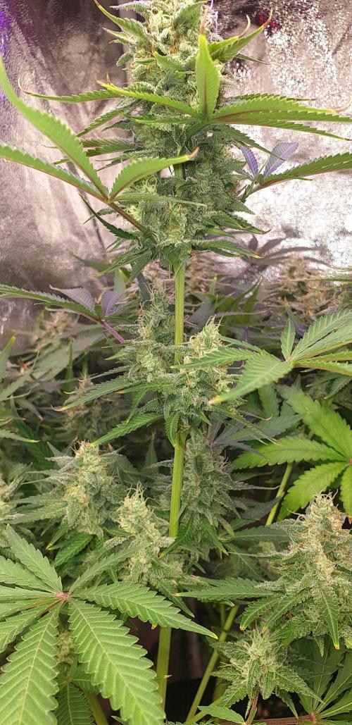 +speed auto. Week 10