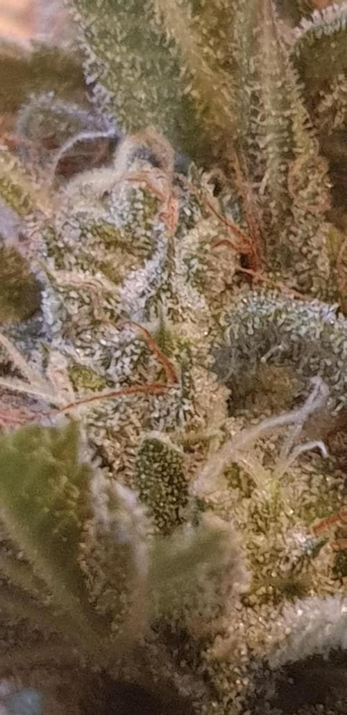 +speed auto. Week 10