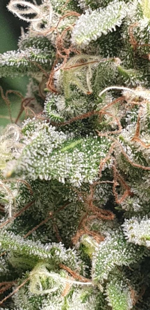 +speed auto. Week 10