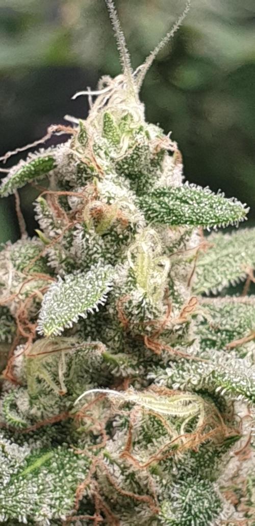 +speed auto. Week 10