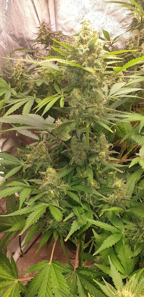 +speed auto. Week 10