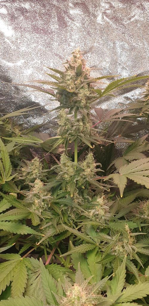 +speed auto. Week 10