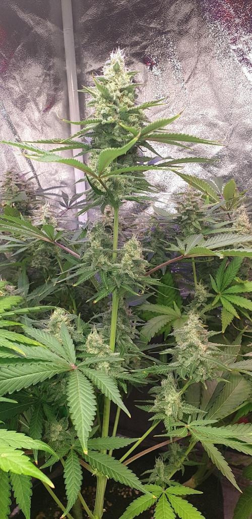 +speed auto. Week 10