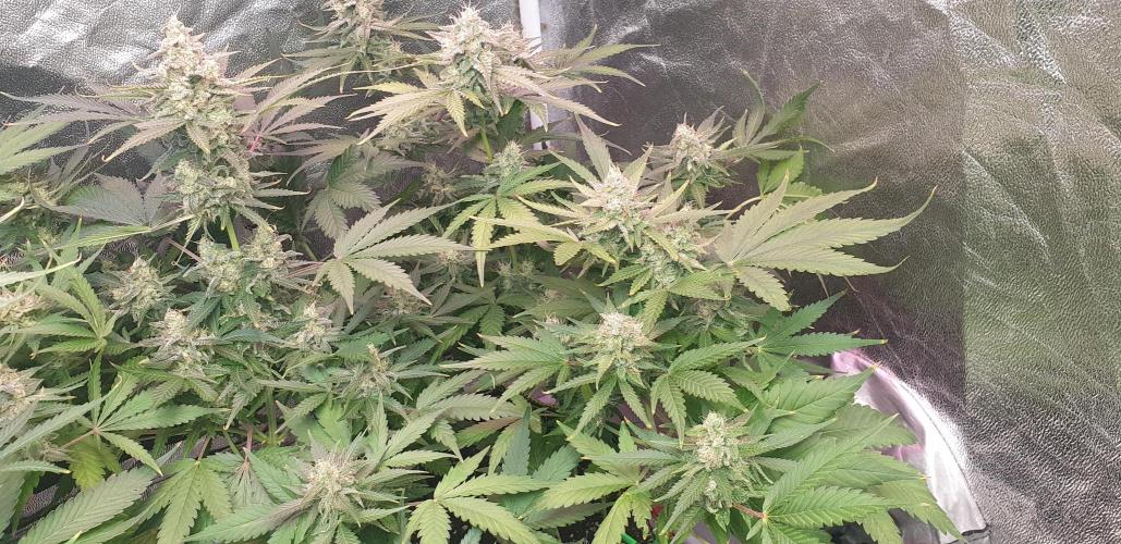 +speed auto. Week 10