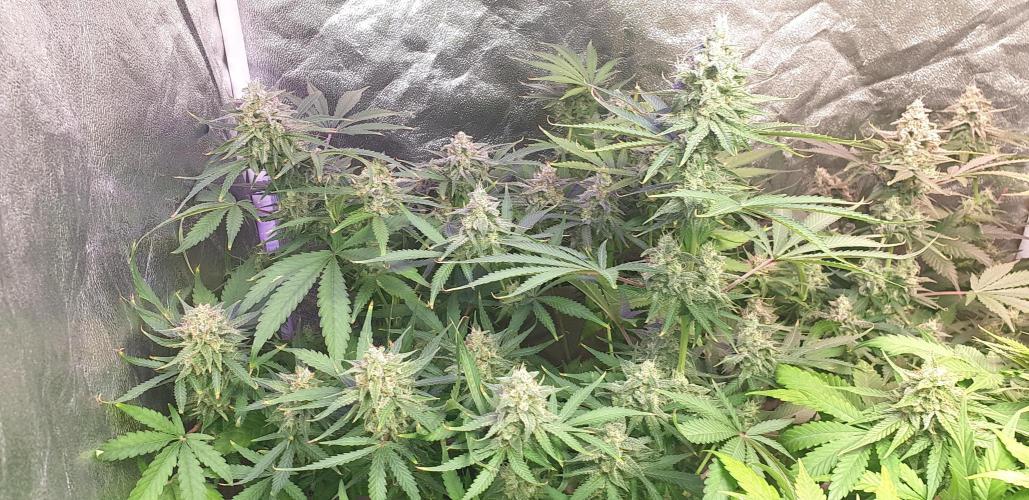 +speed auto. Week 10