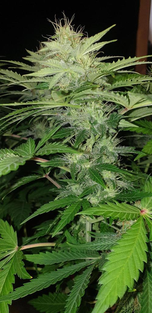 Seedman seeds northern lights auto. Week 9