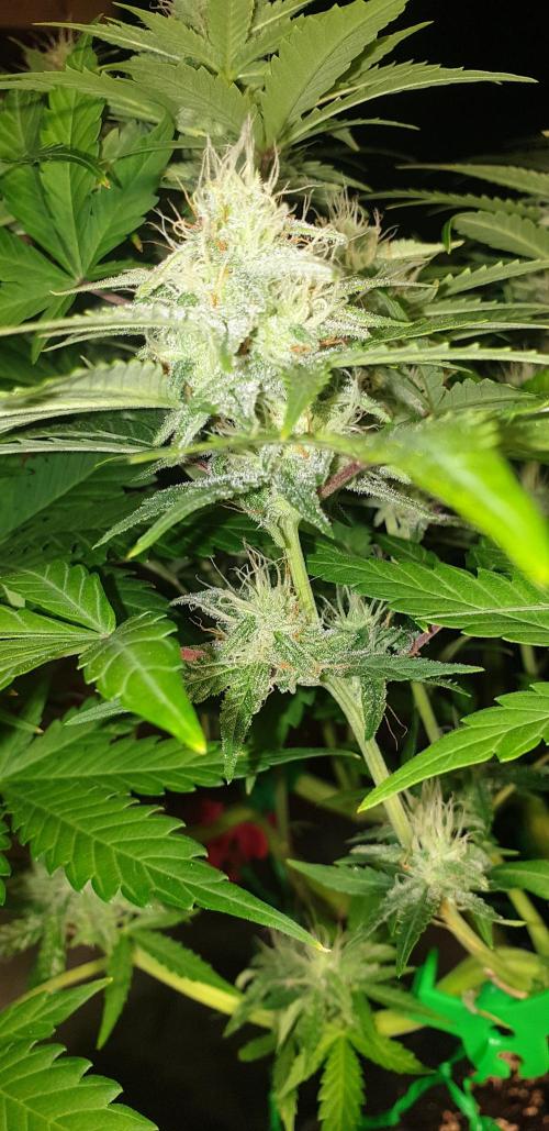 Seedman seeds northern lights auto. Week 9