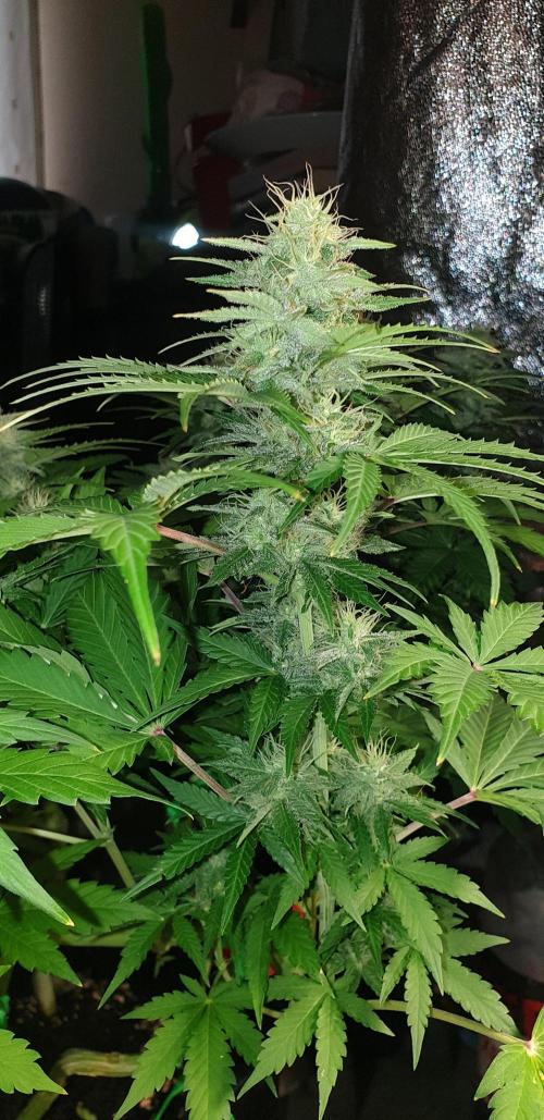 Seedman seeds northern lights auto. Week 9