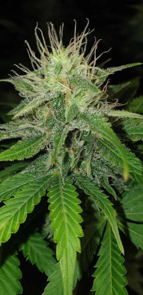 Seedman seeds northern lights auto. Week 9