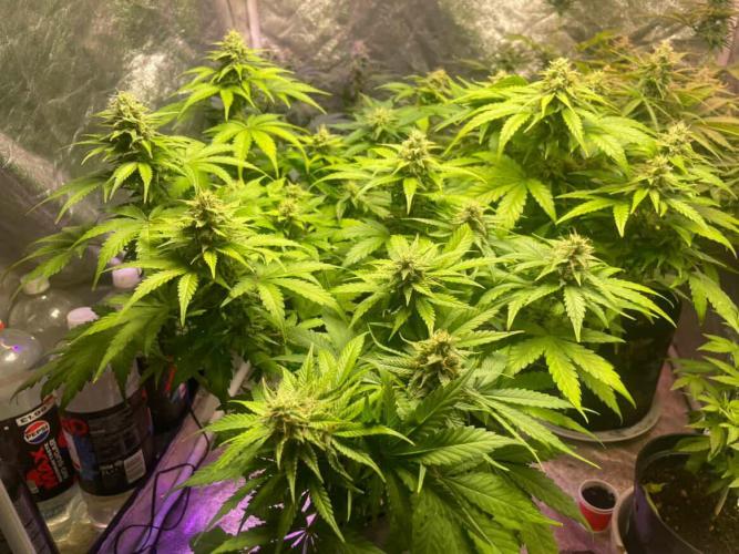 Seedman seeds northern lights auto. Week 9