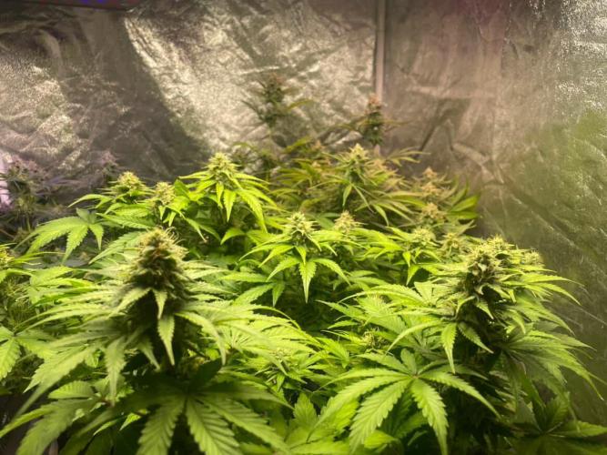 Seedman seeds northern lights auto. Week 9