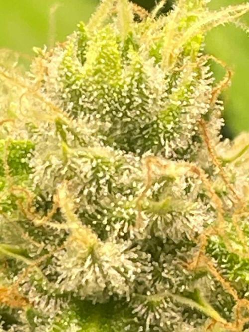 Seedman seeds northern lights auto. Week 9