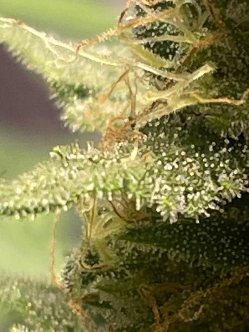 Seedman seeds northern lights auto. Week 9