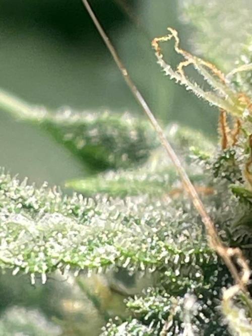 Seedman seeds northern lights auto. Week 9