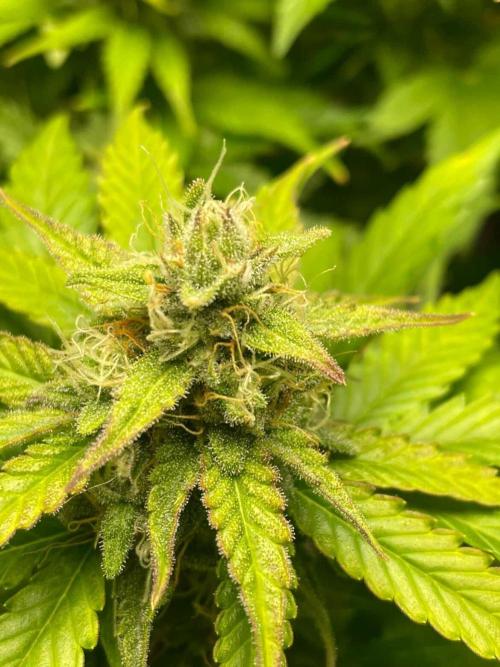 Seedman seeds northern lights auto. Week 9