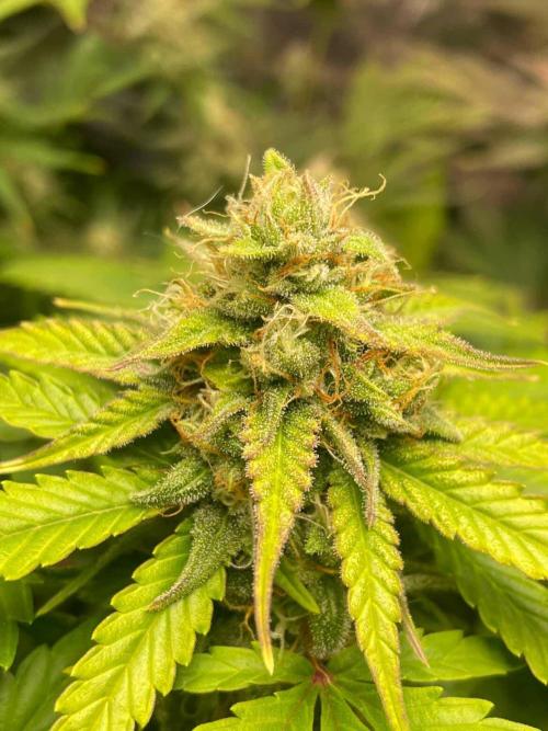 Seedman seeds northern lights auto. Week 9