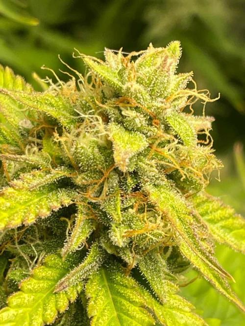 Seedman seeds northern lights auto. Week 9