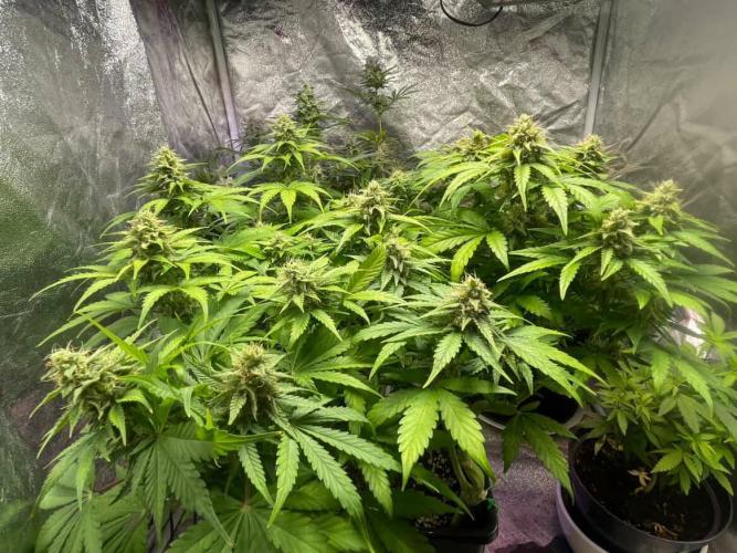 Seedman seeds northern lights auto. Week 9