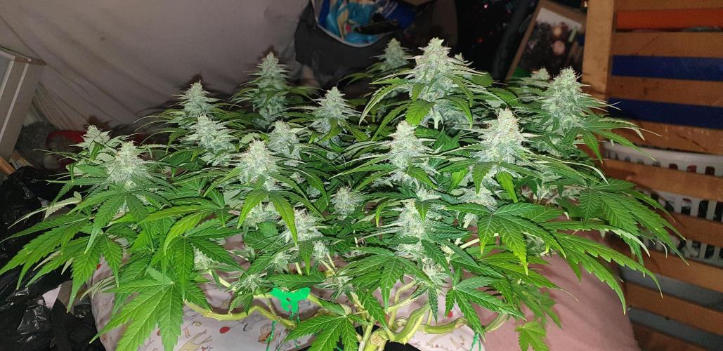 Seedman seeds northern lights auto. Week 9