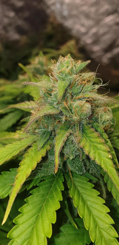 Seedman seeds northern lights auto. Week 9