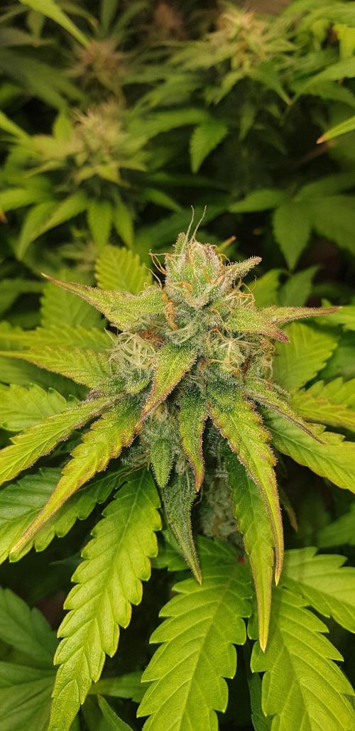 Seedman seeds northern lights auto. Week 9