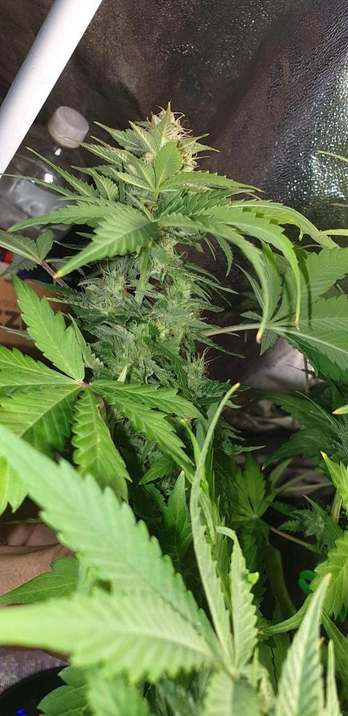 Seedman seeds northern lights auto. Week 9