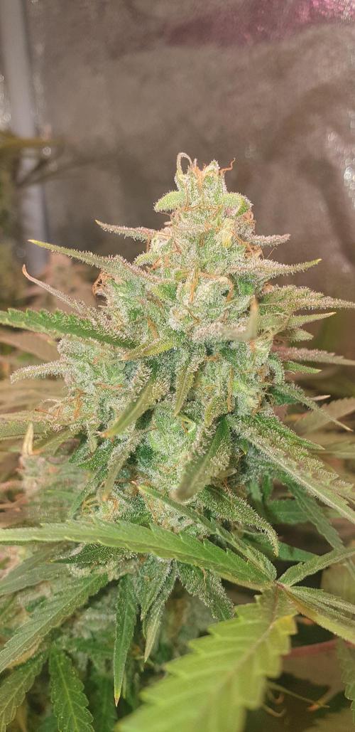 +speed auto. Week 11