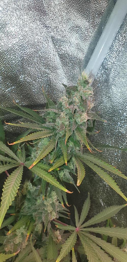 +speed auto. Week 11