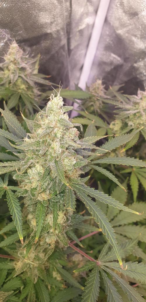 +speed auto. Week 11