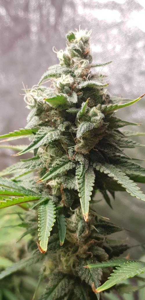 +speed auto. Week 11