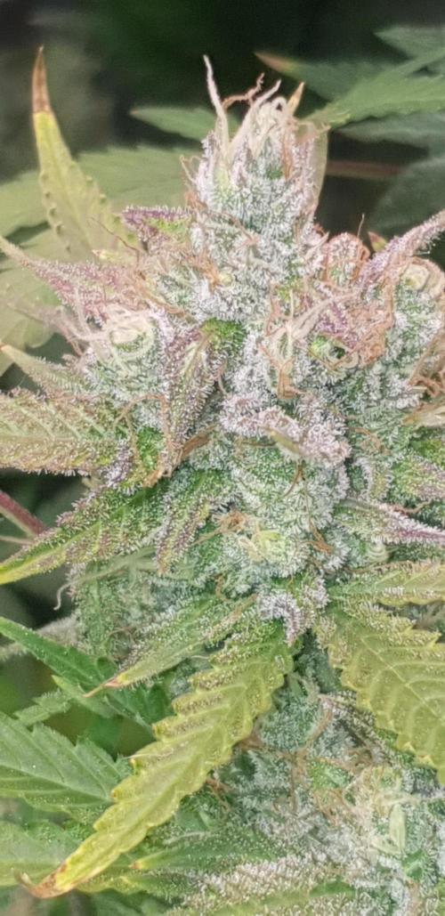 +speed auto. Week 11