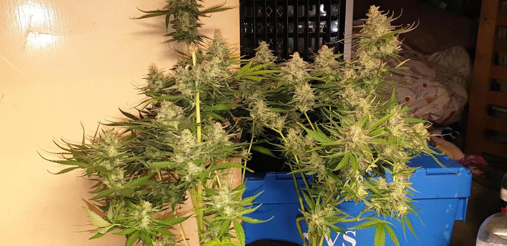 +speed auto. Week 11